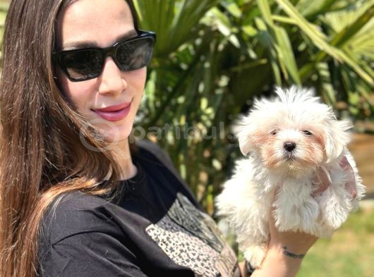 Maltese Terrier Yavruları