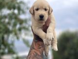 Safkan Golden Retriever Yavruları