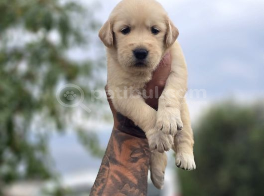 Safkan Golden Retriever Yavruları görsel