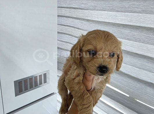 Çok Büyümeyen Minyatür Minnaklarım görsel