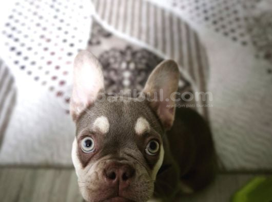 4 Aylık Lilac Tan French görsel