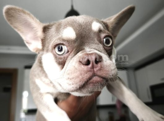 4 Aylık Lilac Tan French görsel