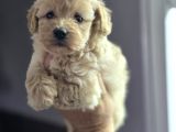 Mini Maltipoo Yavruları