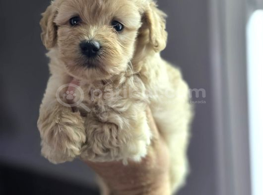 Mini Maltipoo Yavruları görsel