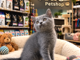 Harika Güzellikte British Shorthair Yavrularımız