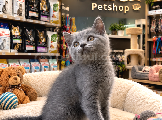 Harika Güzellikte British Shorthair Yavrularımız