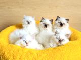 Bu Kalite Hiç Biryerde Yok Maviş British Longhair Bebekleirm
