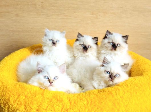 Bu kalite hiç biryerde yok maviş british longhair bebekleirm