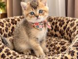 Safkan Golden Di̇şi̇ Erkek Bri̇ti̇sh Scotti̇sh