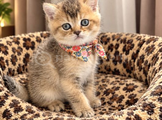 Safkan Golden Di̇şi̇ Erkek Bri̇ti̇sh Scotti̇sh görsel