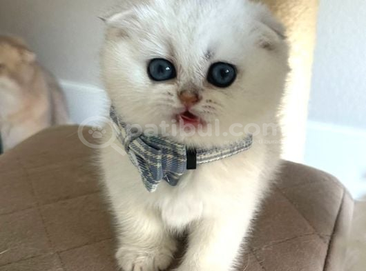 Scottish Şirinlik Silver Shorthair Yavrumuz görsel