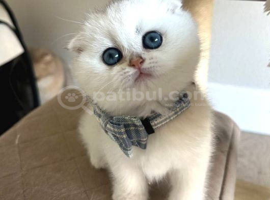 Scottish Şirinlik Silver Shorthair Yavrumuz