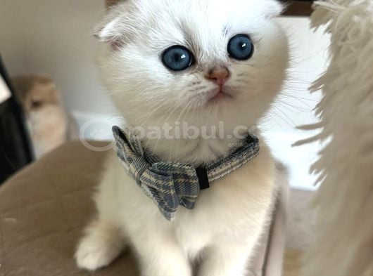 Scottish Şirinlik Silver Shorthair Yavrumuz görsel