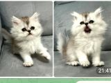 Brithis Golden Ve Longhair Yavrularımız