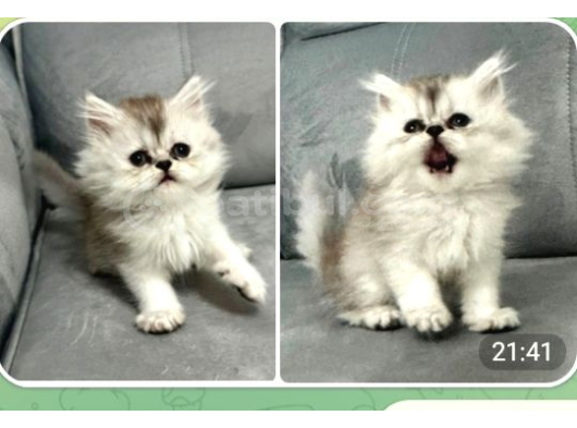 Brithis Golden Ve Longhair Yavrularımız görsel