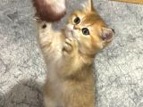Golden Maine Coin Longhair