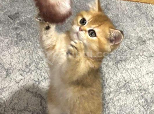 Golden Maine Coin Longhair