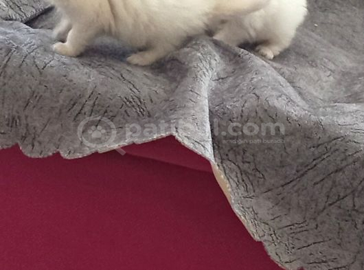 Brithis Golden Ve Longhair Yavrularımız görsel