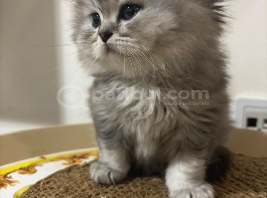 Brithis Golden Ve Longhair Yavrularımız