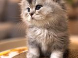 Golden Maine Coin Longhair