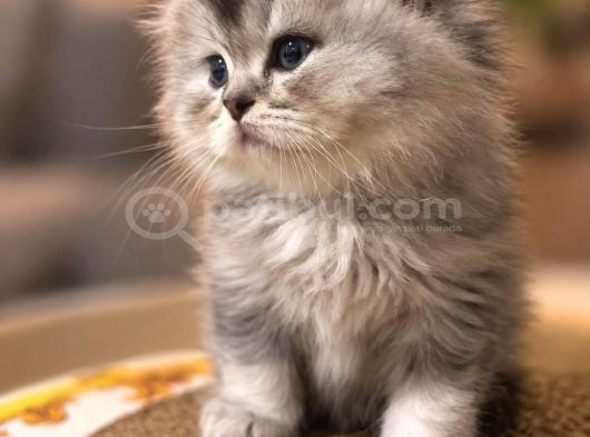 Golden Maine Coin Longhair görsel
