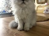 Golden Maine Coin Longhair