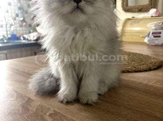 Golden Maine Coin Longhair görsel