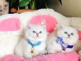 Show Kalite Maviş Silverpoınt Brıtısh Shorthair Bebeklerim