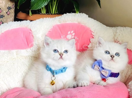Show Kalite Maviş Silverpoınt Brıtısh Shorthair Bebeklerim görsel