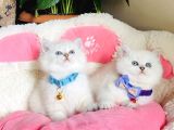 Show Kalite Maviş Silverpoınt Brıtısh Shorthair Bebeklerim