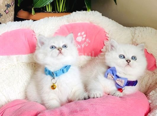 Show Kalite Maviş Silverpoınt Brıtısh Shorthair Bebeklerim görsel