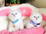 Show Kalite Maviş Silverpoınt Brıtısh Shorthair Bebeklerim