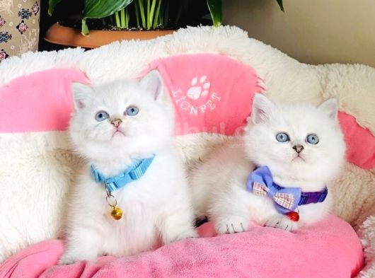 Show Kalite Maviş Silverpoınt Brıtısh Shorthair Bebeklerim