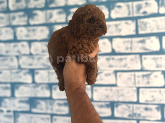Toypoddle Yavruşar görsel