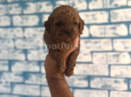 Toypoddle Yavruşar görsel