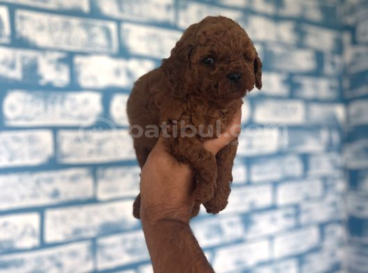 Toypoddle Yavruşar görsel