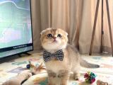 Safkan Golden Di̇şi̇ Erkek Bri̇ti̇sh Scotti̇sh