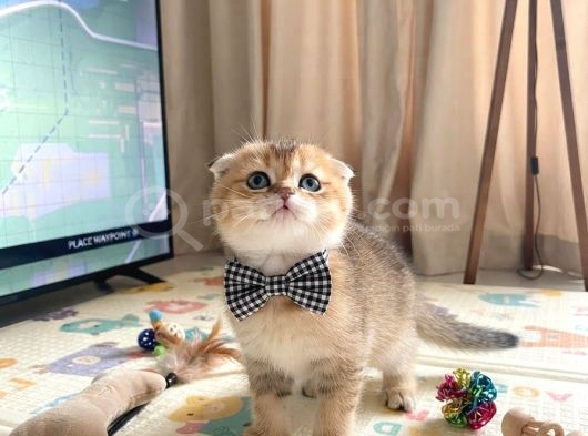 Safkan Golden Di̇şi̇ Erkek Bri̇ti̇sh Scotti̇sh görsel