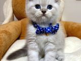 Panda Gi̇bi̇ Bebekler