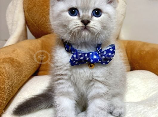 Panda Gi̇bi̇ Bebekler