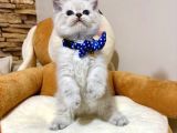 Panda Gi̇bi̇ Bebekler