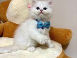 Panda Gi̇bi̇ Bebekler
