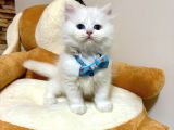 Panda Gi̇bi̇ Bebekler