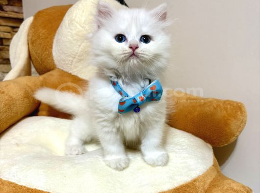 Panda Gi̇bi̇ Bebekler görsel