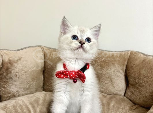 Panda Gi̇bi̇ Bebekler görsel