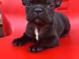A kalite french bulldog erkek yavru