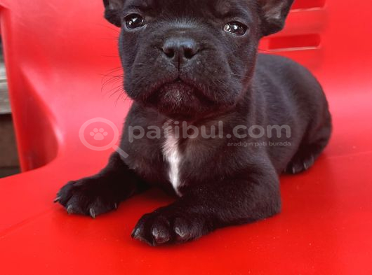 A kalite french bulldog erkek yavru