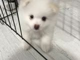 Sahibinfen pomerian boo