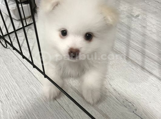 Sahibinfen Pomerian Boo
