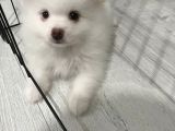 Sahibinfen Pomerian Boo